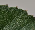Betula pubescens (Gewöhnliche Moor-Birke) - Blattrand