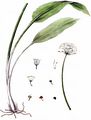 Ramsons - Allium ursinum L.