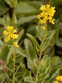 Gewöhnliches Barbarakraut - Barbarea vulgaris W. T. Aiton