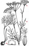 Französische Erdkastanie - Conopodium majus (Gouan) Loret 