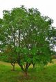 Manna Ash - Fraxinus ornus L.