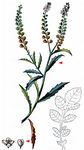 Virginische Kresse - Lepidium virginicum L. 