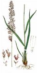 Rohr-Pfeifengras - Molinia arundinacea Schrank 