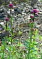 Rote Spornblume - Centranthus ruber (L.) DC.