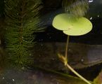 Soft Hornwort - Ceratophyllum submersum L.