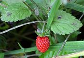 Wild Strawberry - Fragaria vesca L.