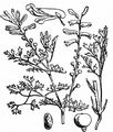 Common Fumitory - Fumaria officinalis L.