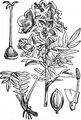 Jacob's-Ladder - Polemonium caeruleum L.