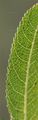 Almond Willow - Salix triandra L.
