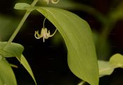 Claspleaf Twistedstalk - Streptopus amplexifolius (L.) DC.