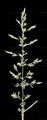 Creeping Bent - Agrostis stolonifera L.