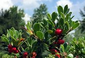 Bearberry - Arctostaphylos uva-ursi (L.) Spreng.