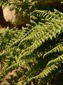 Smooth Rock-Spleenwort - Asplenium fontanum (L.) Bernh.