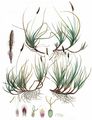 Heide-Segge - Carex ericetorum Pollich