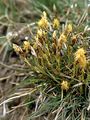 Erd-Segge - Carex humilis Leyss.