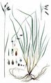 Tall Bog-Sedge - Carex magellanica Lam. 