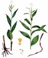 White Helleborine - Cephalanthera damasonium (Mill.) Druce