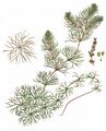 Soft Hornwort - Ceratophyllum submersum L.