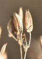 Broad-Leaved Chervil - Chaerophyllum aromaticum L.