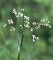 White Wood-Rush - Luzula luzuloides (Lam.) Dandy & Wilmott