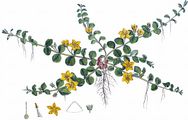 Creeping-Jenny - Lysimachia nummularia L.