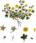 Falsches Sand-Fingerkraut - Potentilla subarenaria Zimmeter 