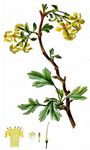 Gold-Johannesbeere - Ribes aureum Pursh 