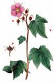 Purple-Flowered Raspberry - Rubus odoratus L.