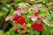 Gewöhnlicher Schneeball - Viburnum opulus L.