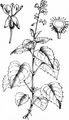 Alpine Enchanter's-Nightshade - Circaea alpina L.