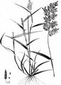 Small Love-Grass - Eragrostis minor Host