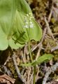 May Lily - Maianthemum bifolium (L.) F. W. Schmidt