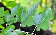 White Mulberry - Morus alba L.