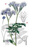 Rainfarn-Phazelie - Phacelia tanacetifolia Benth. 