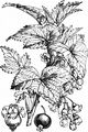 Black Currant - Ribes nigrum L.