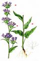 Clustered Bellflower - Campanula glomerata L.