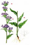 Büschel-Glockenblume - Campanula glomerata L. 