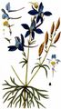 Forking Larkspur - Consolida regalis Gray