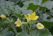 Squirting Cucumber - Ecballium elaterium (L.) A. Rich.