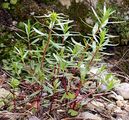 Alpine Fireweed - Epilobium fleischeri Hochst.