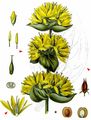 Yellow Gentian - Gentiana lutea L.