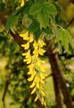 Laburnum - Laburnum anagyroides Medik.