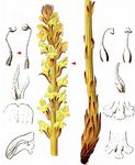 Hellgelbe Sommerwurz - Orobanche flava F. W. Schultz 