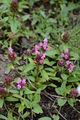 Selfheal - Prunella vulgaris L.