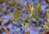 Grey Willow - Salix cinerea L.