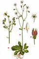 Starry Saxifrage - Saxifraga stellaris L.