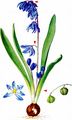 Siberian Squill - Scilla siberica Haw.