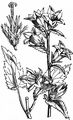 Nettle-Leaved Bellflower - Campanula trachelium L.