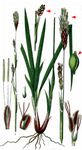 Scheiden-Segge - Carex vaginata Tausch 