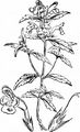 Red Hemp-Nettle - Galeopsis angustifolia Ehrh. ex Hoffm.